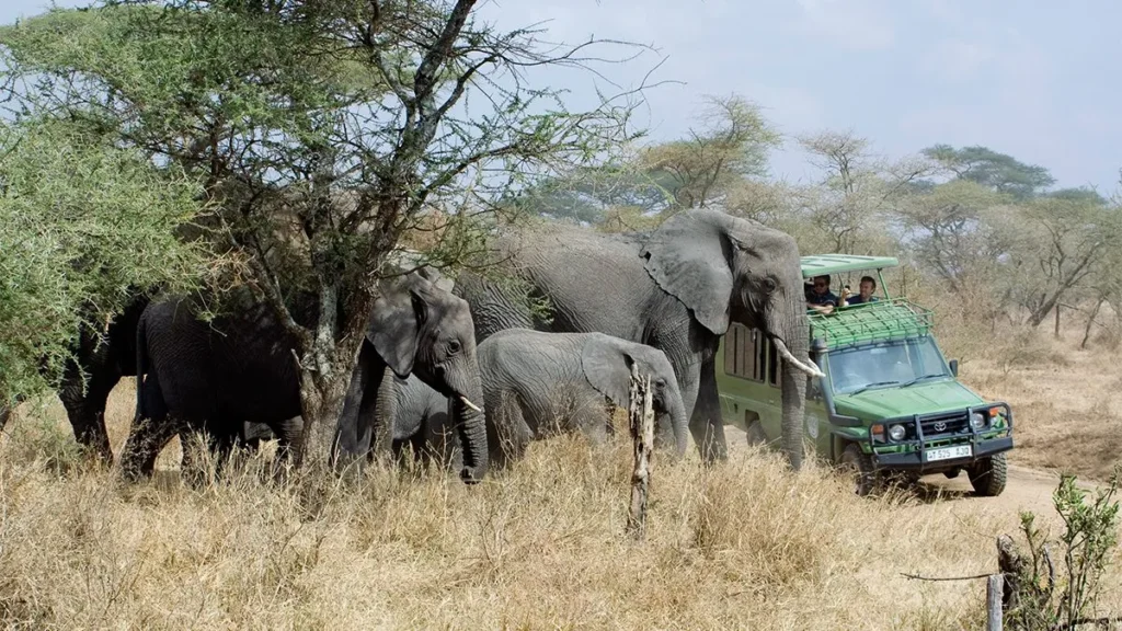 Game Drive in Queen Elizabeth National Park