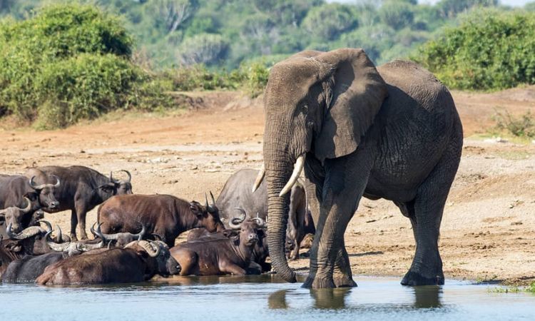 Queen Elizabeth National Park Entrance Fee 2026