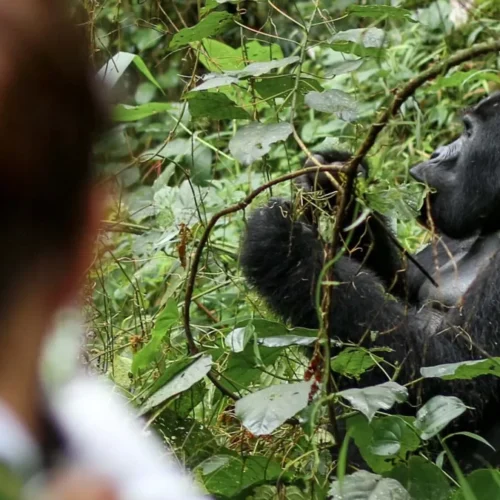 1 Day Rwanda Gorilla Tour
