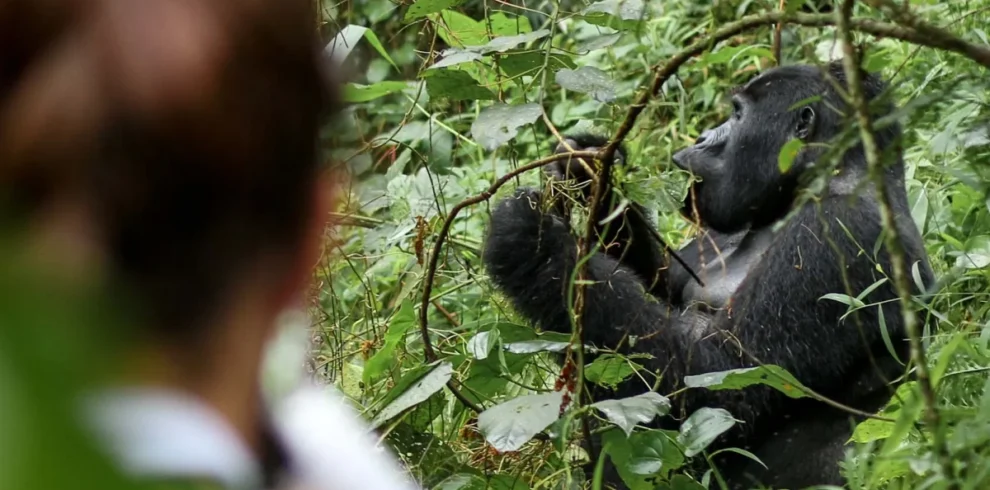 1 Day Rwanda Gorilla Tour