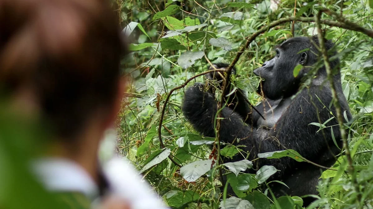 1 Day Rwanda Gorilla Tour