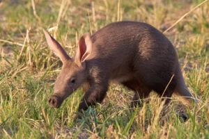 Aardvark, found in Burundi's Great Lakes region