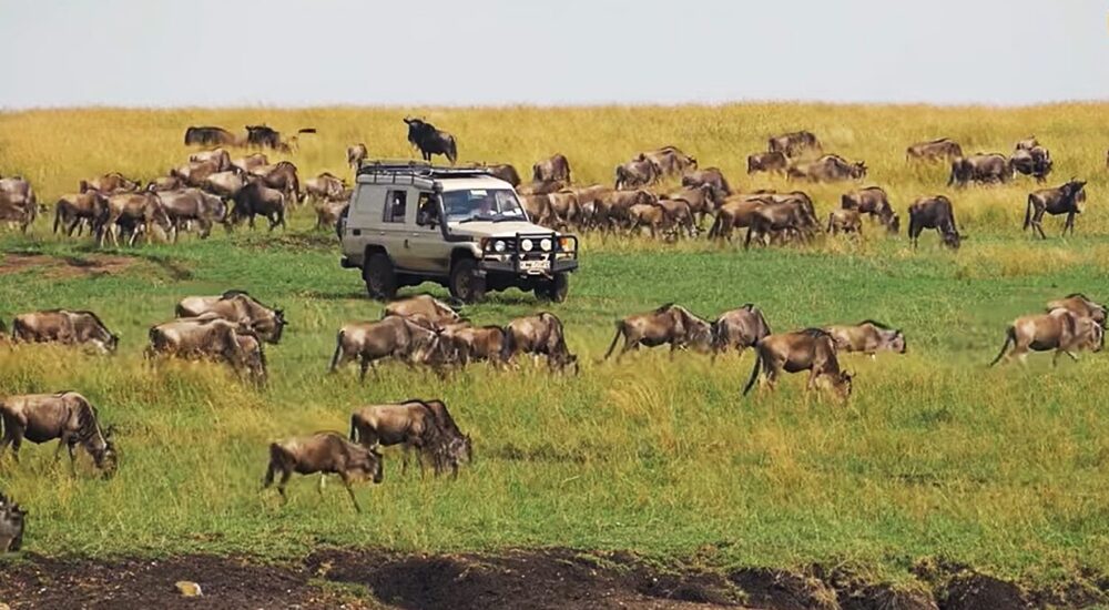 How Much Does an African Safari Cost?