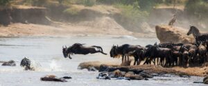 Safari destination in Tanzania