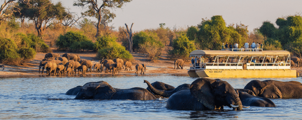 Best Time to Visit African Safari Destinations
