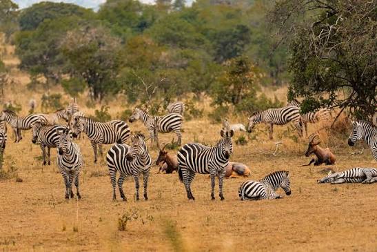Akagera National Park