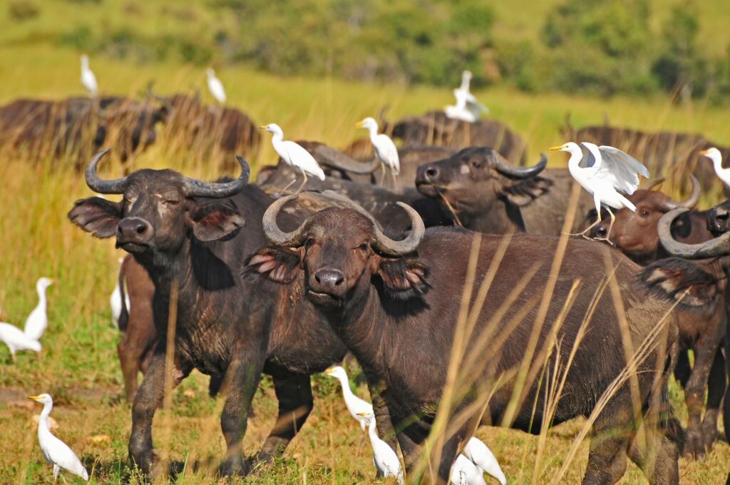 Wildlife in Akagera National Park