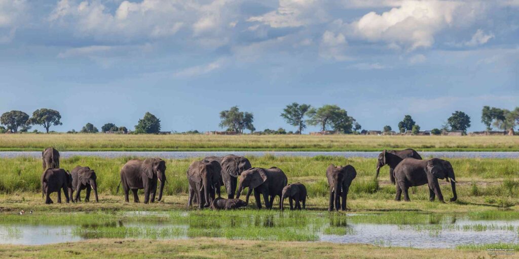 Best safari in Africa to see the Big Five | Mozambique — The Emerging Marine Safari