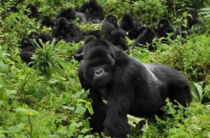 Safari wildlife in Uganda