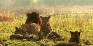 Big Five wildlife in Kenya