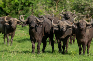 Big Five wildlife in Zambia