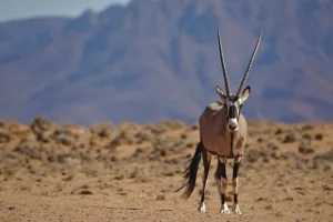 Desert wildlife in Namibia
