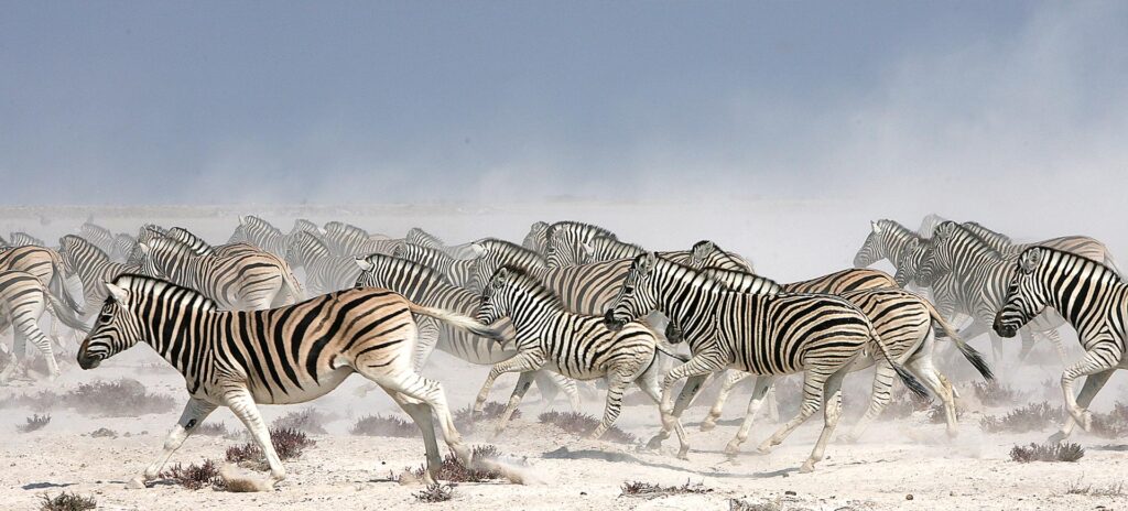 Etosha National Park Namibia
