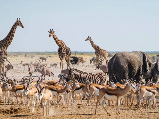 Best Time of Day for Game Drives | Top Wildlife to See in Etosha