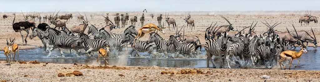 Top Wildlife to See in Etosha