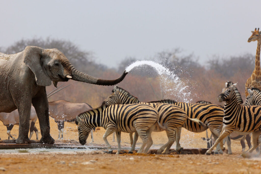 Etosha National Park Wildlife