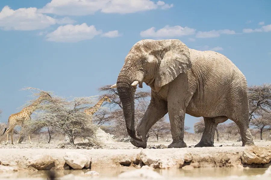 Top Wildlife to See in Etosha