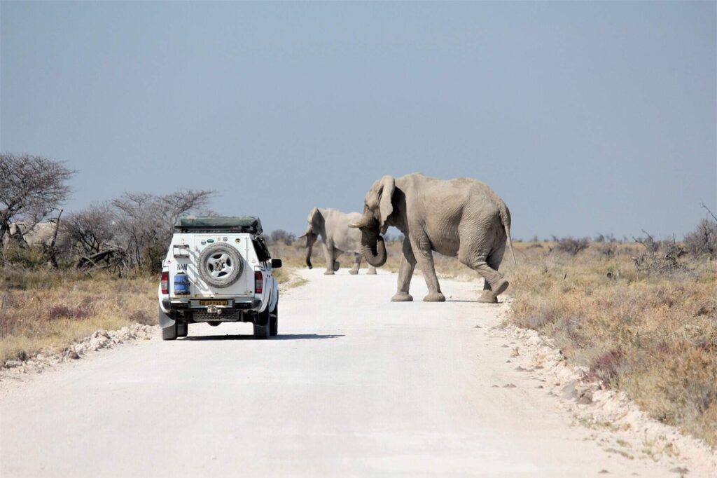 Best Time to Visit Etosha National Park