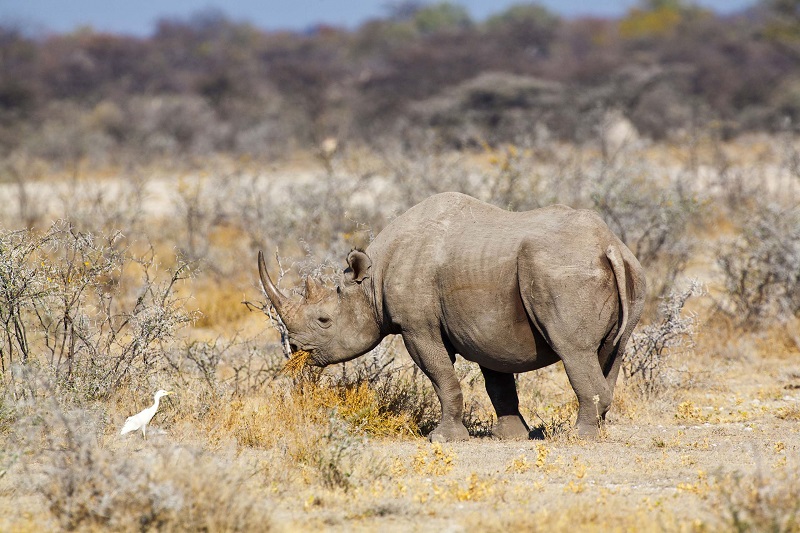 Top Wildlife to See in Etosha | Dry Season (May–October): Maximum Wildlife Concentration