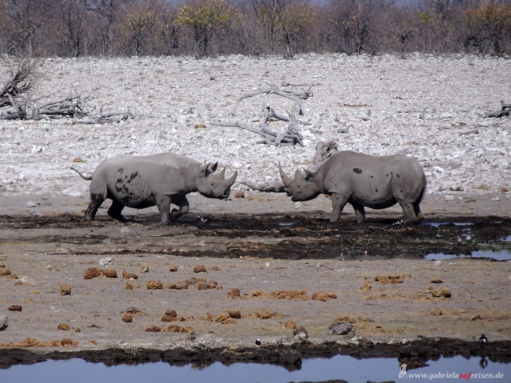 Where to See Elephants, Lions & Rhinos