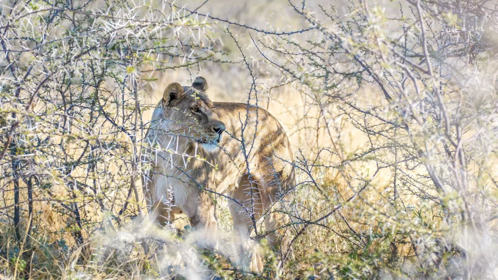 Etosha National Park