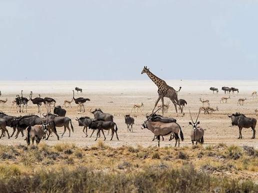 Etosha National Park Namibia