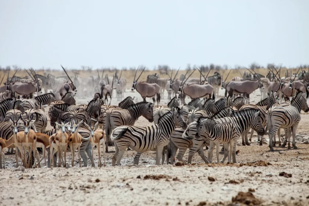 Wildlife Viewing Etosha Waterholes Map: Where to See Elephants, Lions & Rhinos