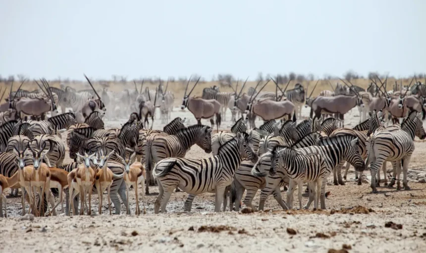 Etosha National Park