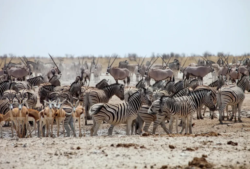Etosha National Park