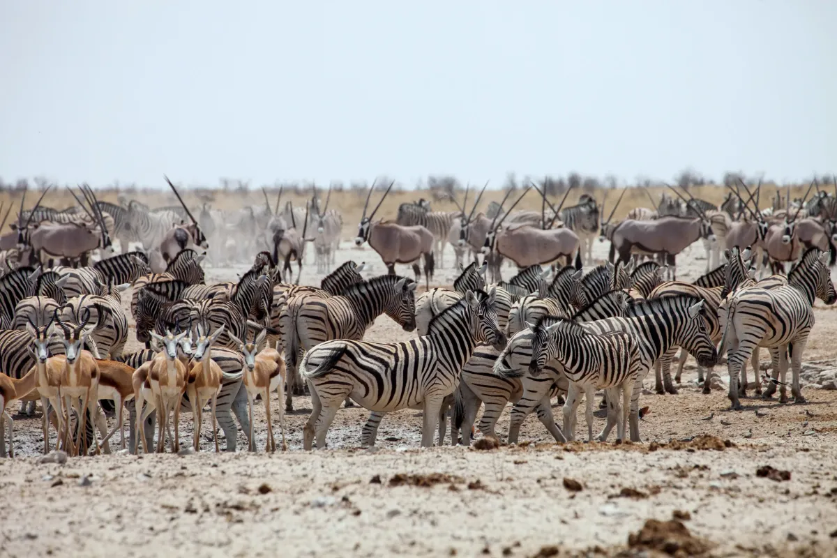 Etosha National Park