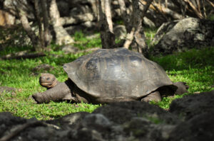 Giant tortoise, Mauritius