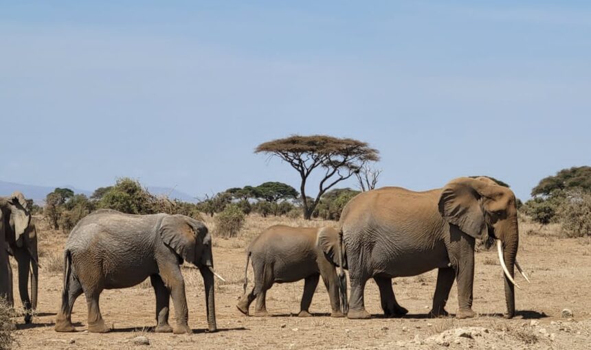 Queen Elizabeth National Park