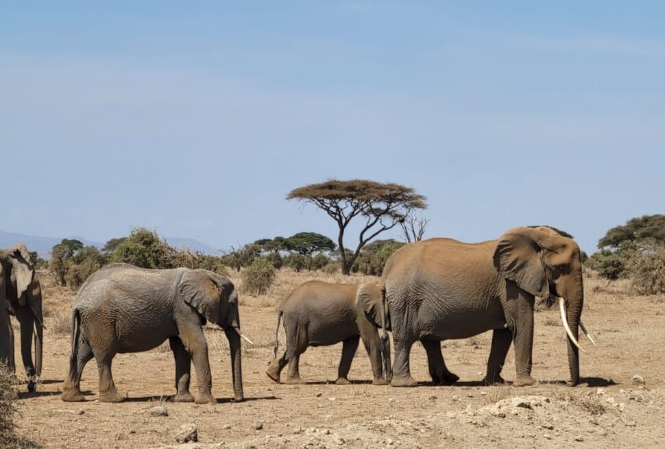 Queen Elizabeth National Park | Muzungu Africa Safaris
