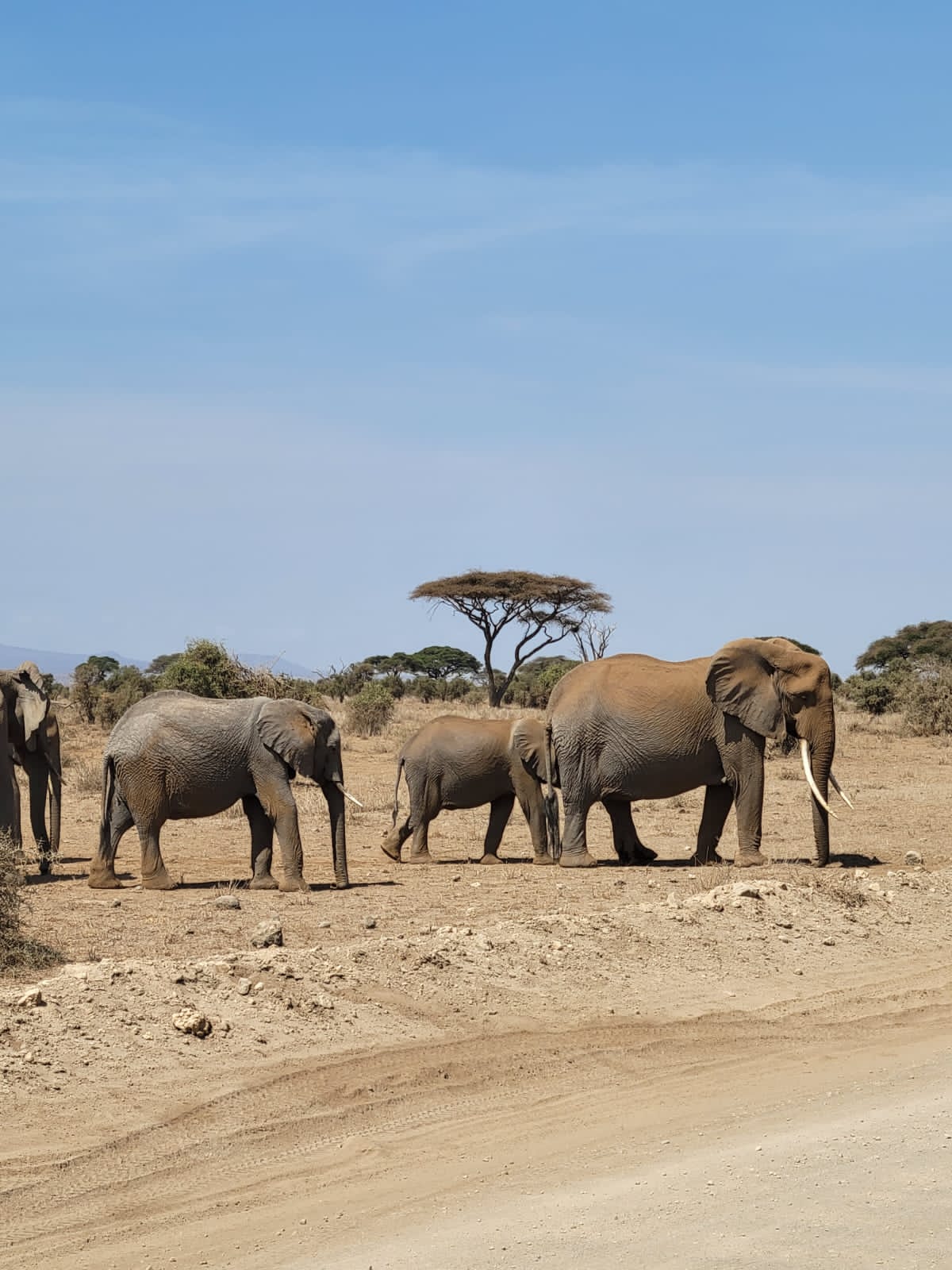 Queen Elizabeth National Park | Muzungu Africa Safaris