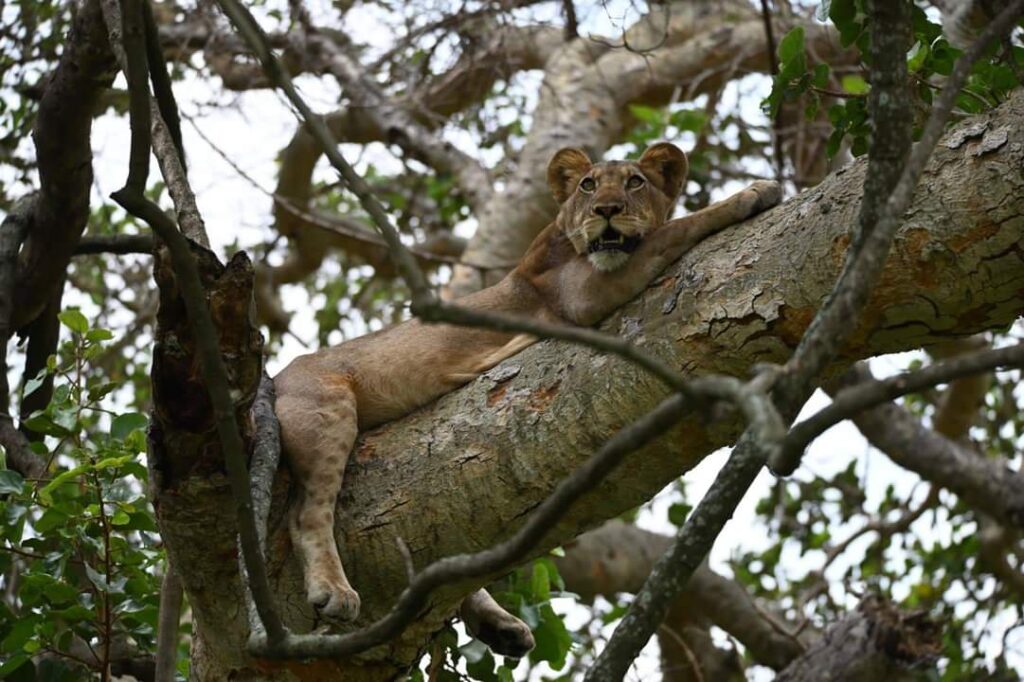 Famous Wildlife in Queen Elizabeth National Park Uganda