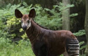 Okapi, native to the DR Congo rainforest