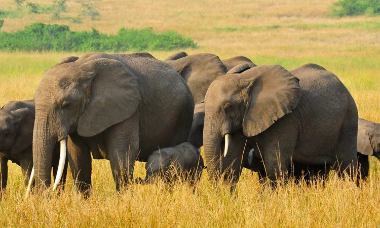 Best Time to Visit Queen Elizabeth National Park