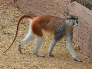 Zanzibar red colobus monkey