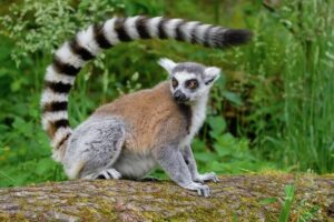 Ring-tailed lemur, Madagascar
