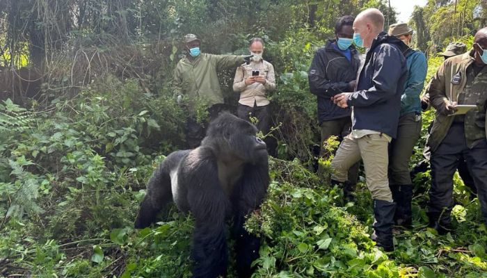 Best Gorilla Safaris in Africa | Uganda — The Primate Kingdom