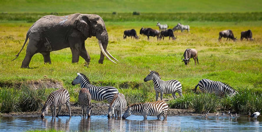 Wildlife & Safari Experiences in Serengeti