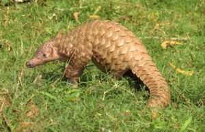 Wildlife of Zimbabwe