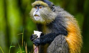 Golden monkey in Volcanoes National Park, Rwanda