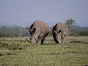 Rhinos in South Africa