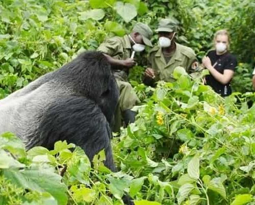 4 Days Bwindi Gorillas & Lake Bunyonyi