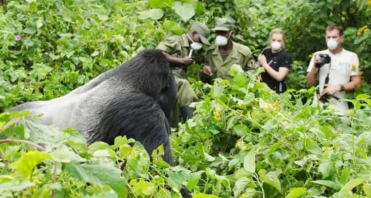 4 Days Bwindi Gorillas & Lake Bunyonyi