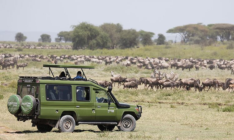 4 Days Serengeti National Park Tour