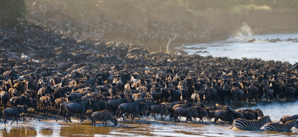 6 Days Great Migration Tour