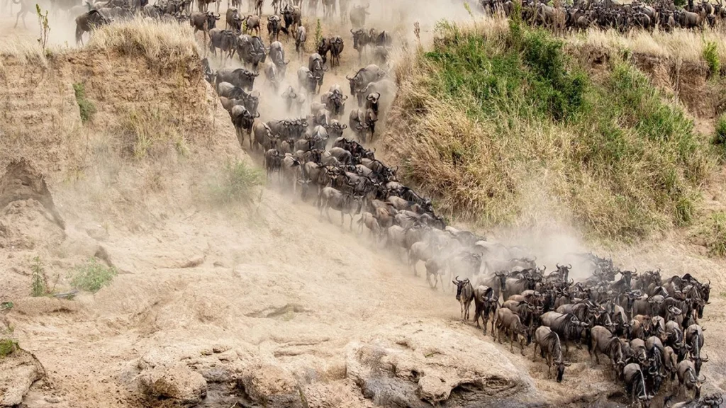 6 Days Great Migration Tour