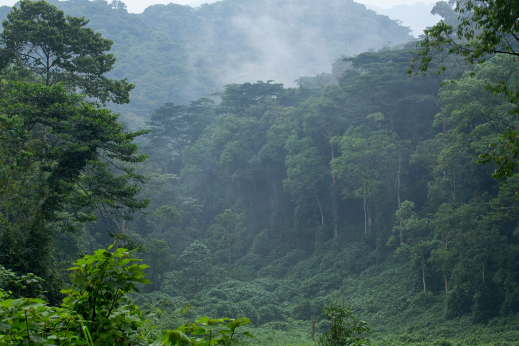Bwindi Impenetrable Forest Uganda